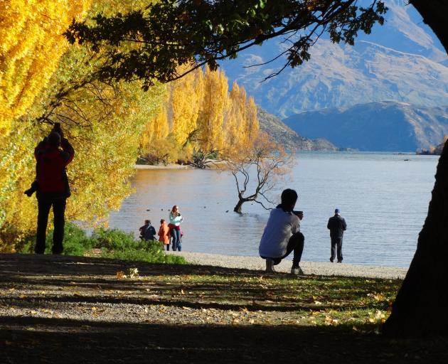 Tourists photograph Wanaka's famous Roy's Bay willow. Photo: Mark Price