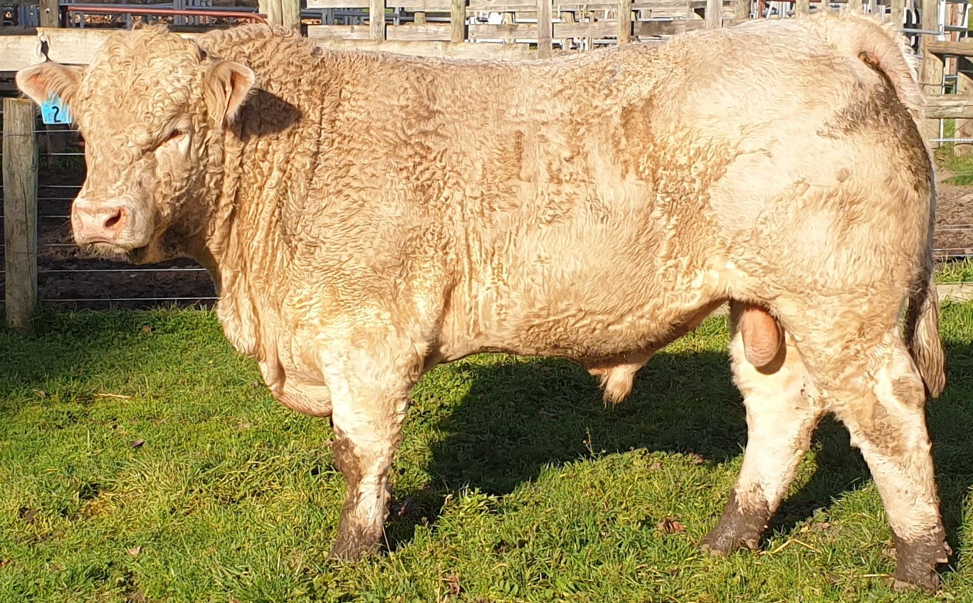 Hemingford New Design has secured the top price for a terminal sire bull. Photo: Supplied