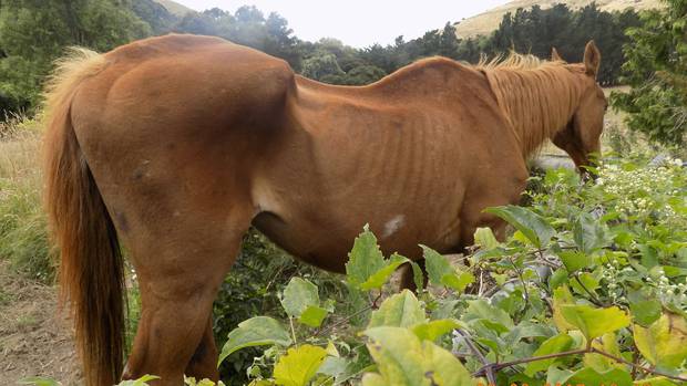 Tubby was found in a very thin body condition on Rufus Culliford's Tai Tapu property. Photo:...