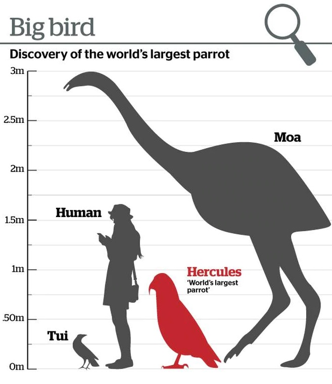 Graphic: NZ Herald