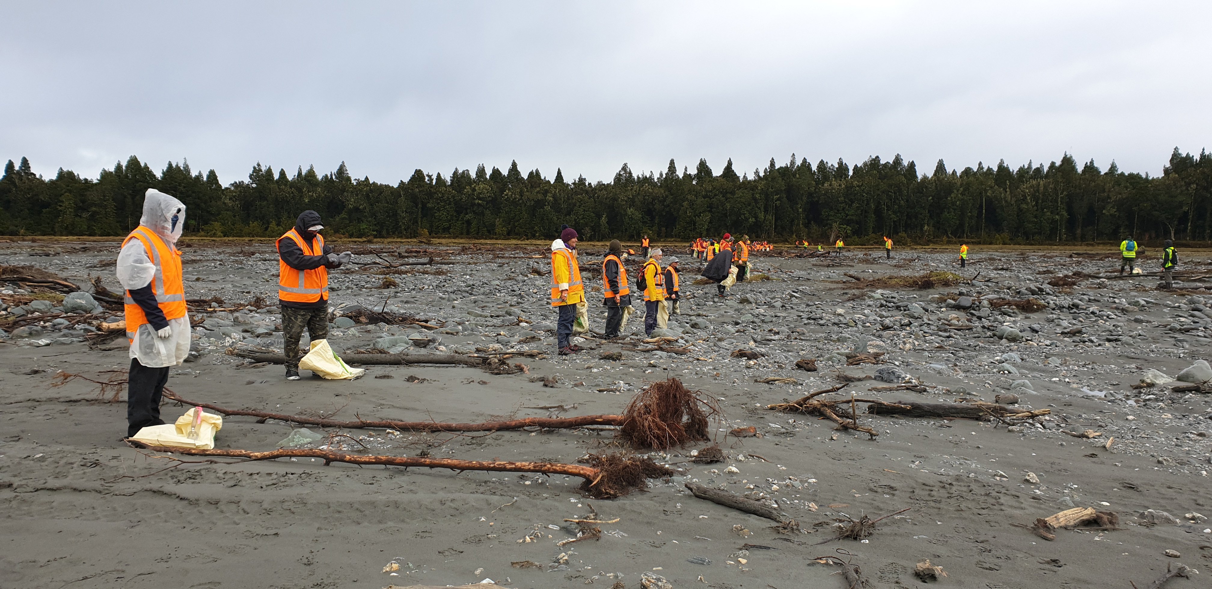 Volunteers move slowly in an ‘‘emu line’’  revisiting ground  already  covered to pick up any...