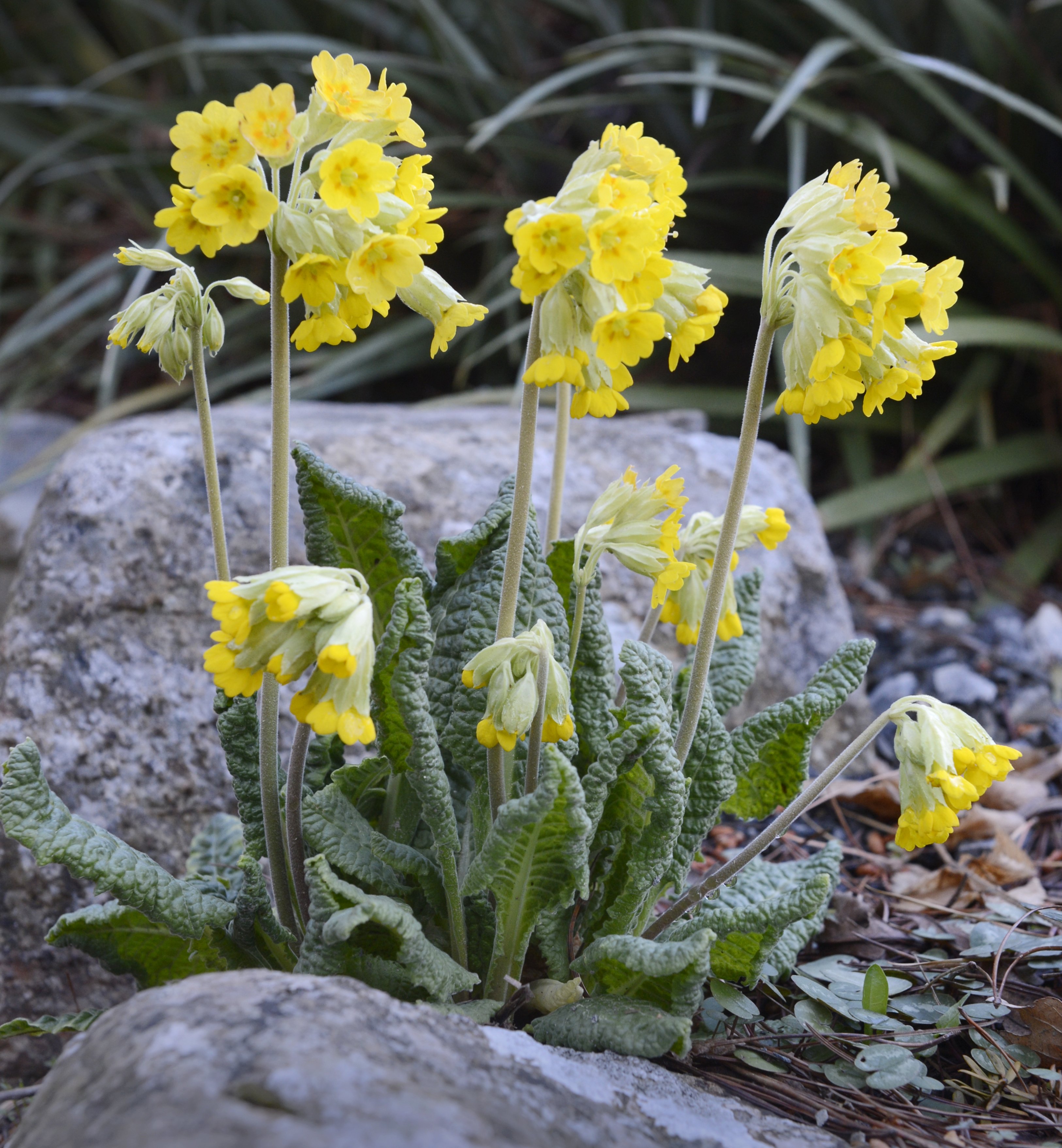 Primula veris. Photo: Gerard O'Brien