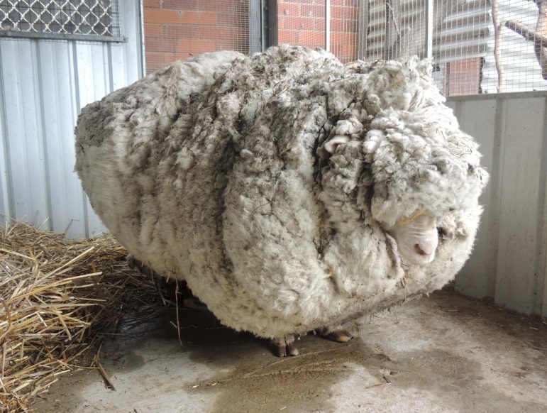 Chris before he was shorn of over 40 kilograms of wool in September 2015. Photo: Reuters