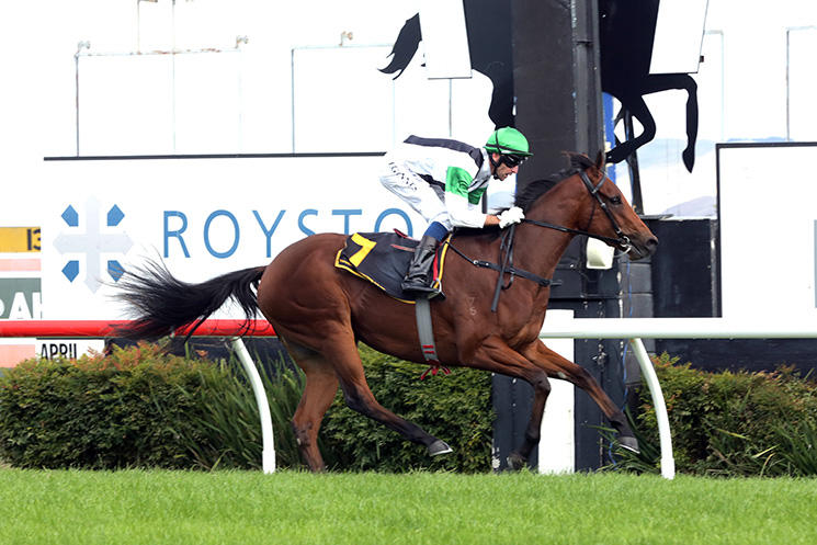 Kali contests today's group 3 Barnswood Farm Classic at Ashburton. Photo: Supplied