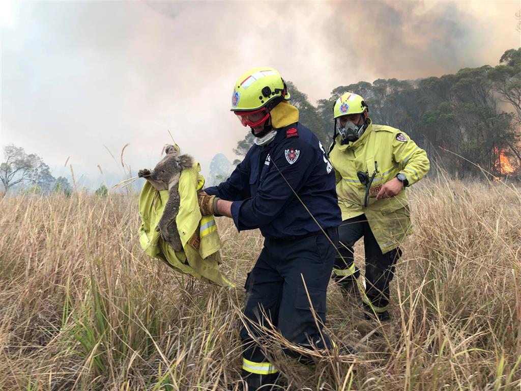 Firefighters rescue a koala from a blaze at Jacky Bulbin Flat, New South Wales. Photo: PAUL...