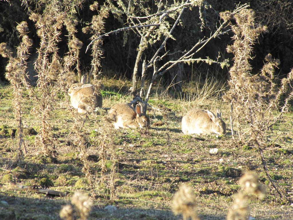 Rabbit populations have ‘‘exploded’’ in some parts of Central Otago. Photo: Mark Price