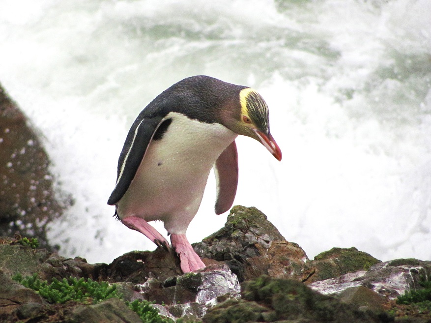 The hoiho has been named Bird of the Year. Photo: ODT files