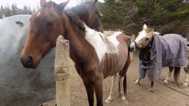 SPCA Inspectors found several of Lisa Corfield's horses in an emaciated condition. Photo:...