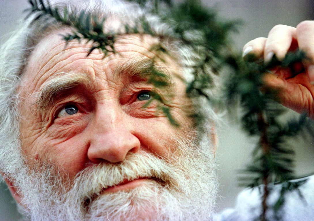 David Bellamy views a clipping from a 1000-year-old yew tree as he launches the Yew tree...