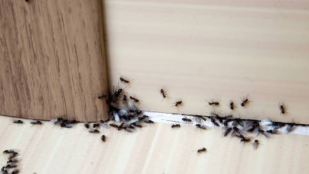 A Christchurch landlord has been ordered to pay compensation for an ant infestation. Photo: Stock...