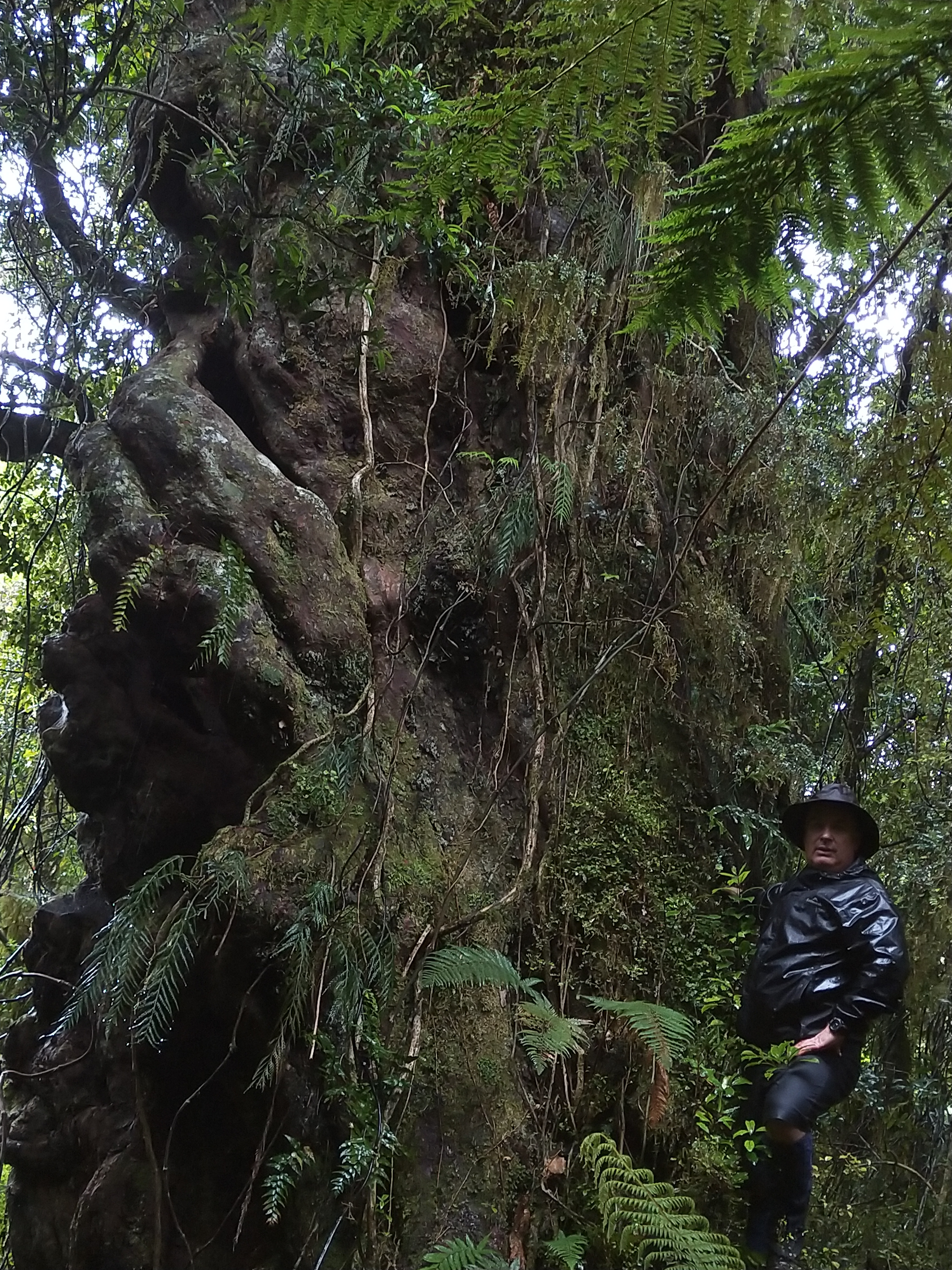 Kevin Barker with a matai 2.8m across the truck and believed to be 2000 years old. Photo: supplied