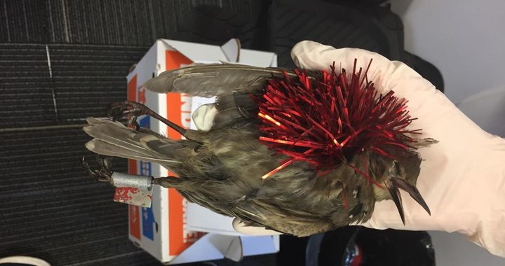 Non-native birds have been targeted. Photo: SPCA