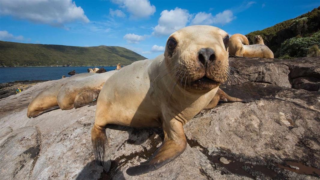 A five-year plan started in 2017 aims to stabilise and grow the New Zealand sea lion population....