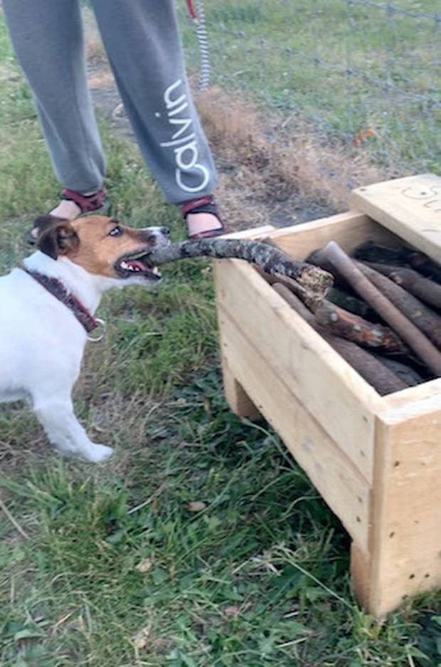 Local dogs love the library. Photo: Caters