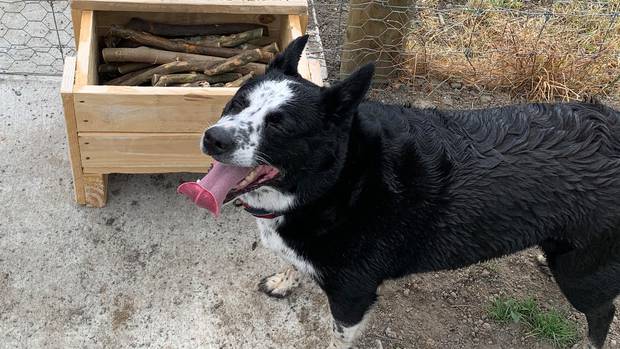 The 'stick library' has made global headlines and is a success with dogs at the dog park. Photo:...