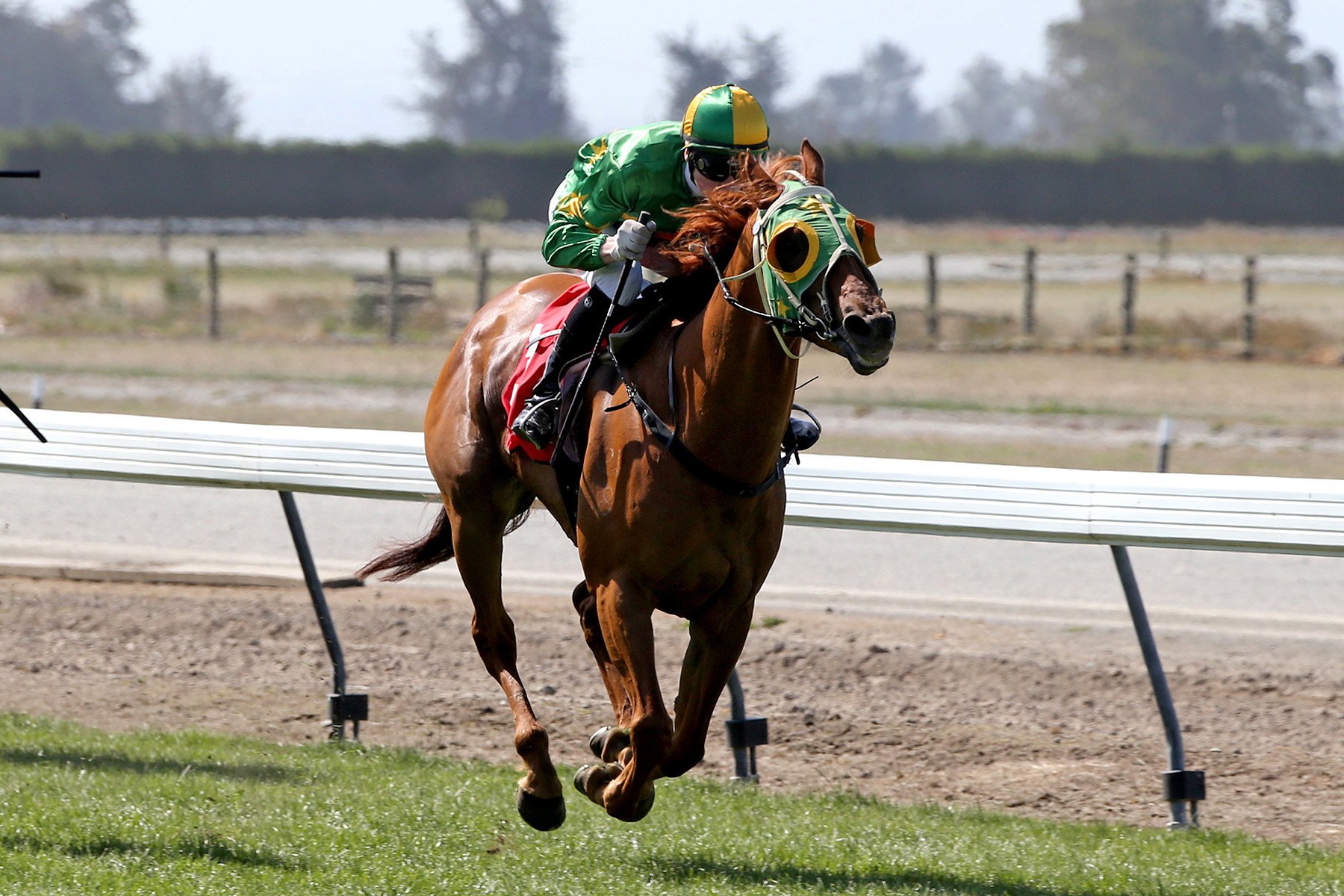 Wingatui-trained Tommy Tucker is the topweight in today's Timaru Cup. Photo from Race Images.