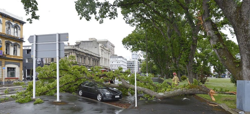 The bough lies over a car parked in Lower Rattray St at Queens Gardens. Photo: Gerard O'Brien