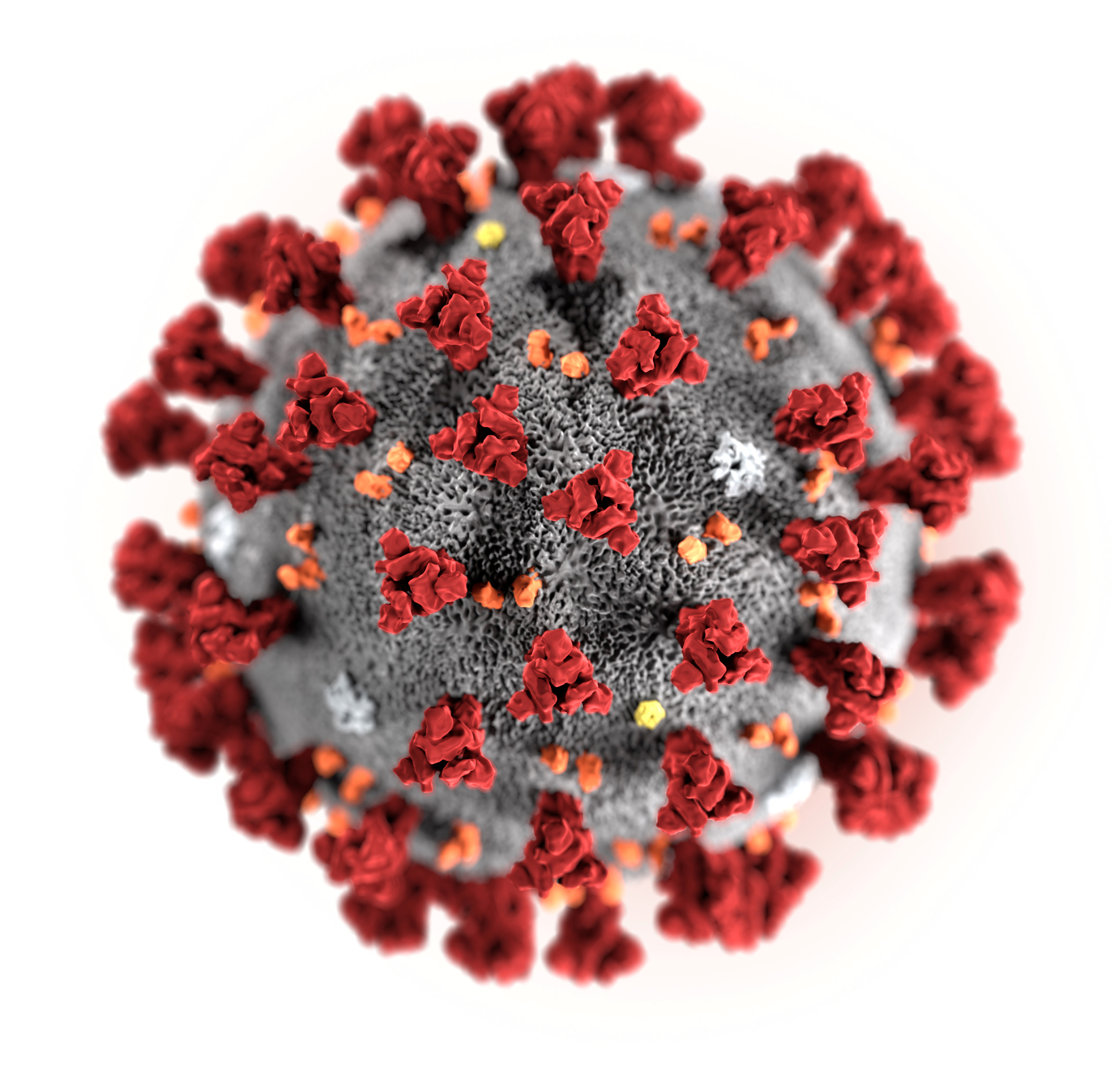 Resultado de imagen de El Coronavirus 2019