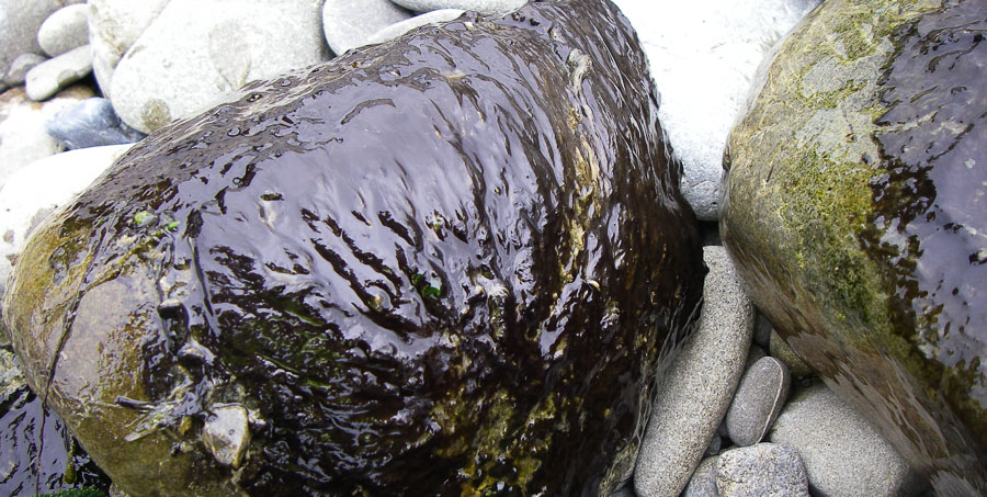 Potentially toxic blue-green algae has been found in the Selwyn/Waikirikiri River. Photo: ECan