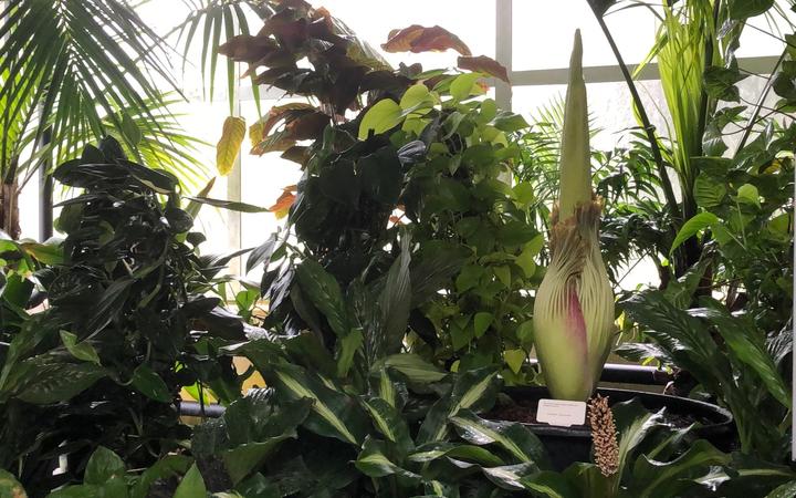 Corpse Flower To Cause A Stink At Botanic Gardens Otago Daily