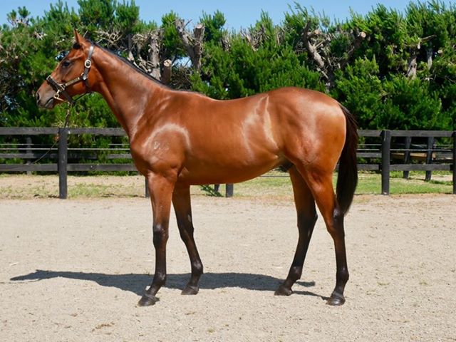 A colt by Ocean Park from dam Girls On Top, who will be sold at the national yearling sales....