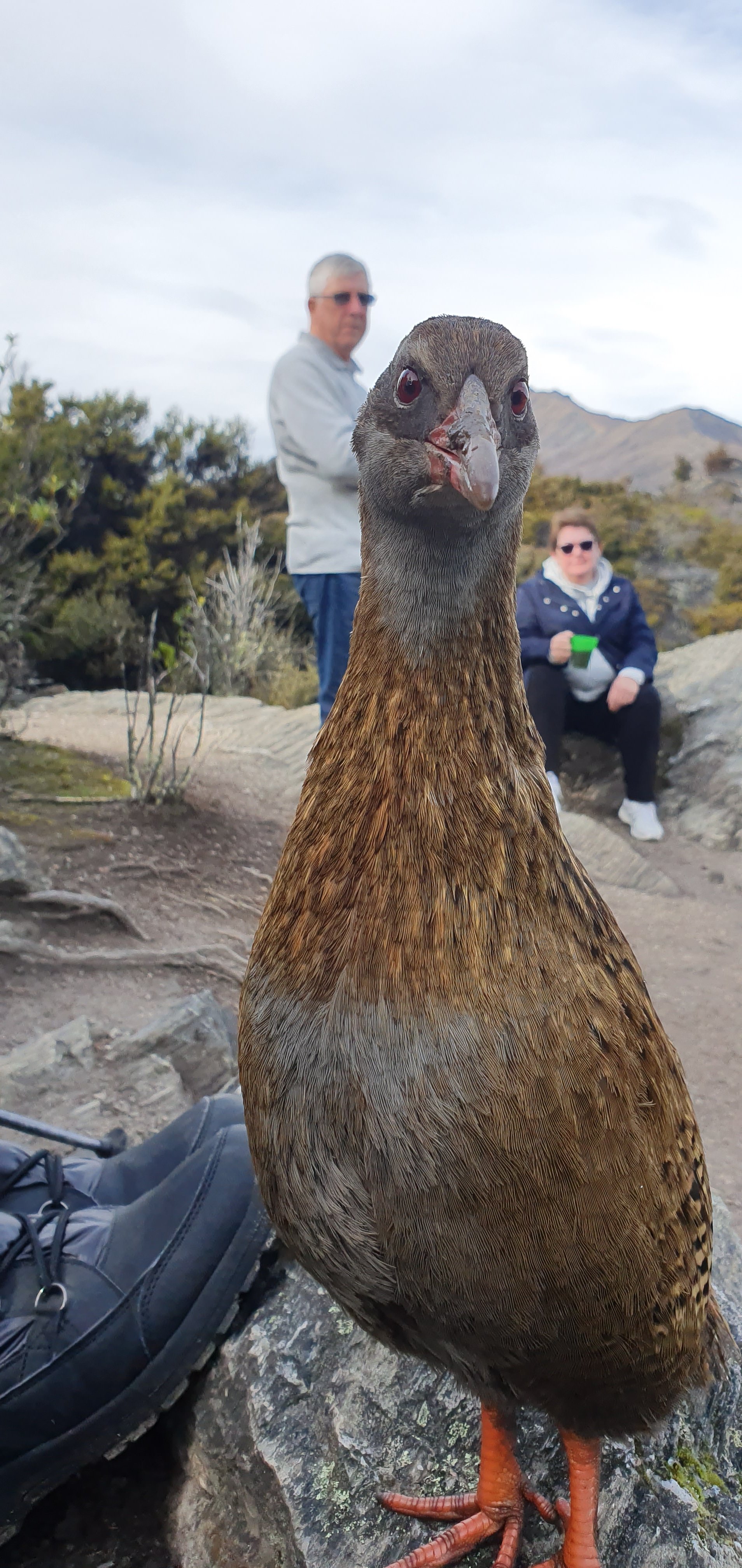 Sally, one of the oldest breeding buff weka on Mou Waho Island in Lake Wanaka.