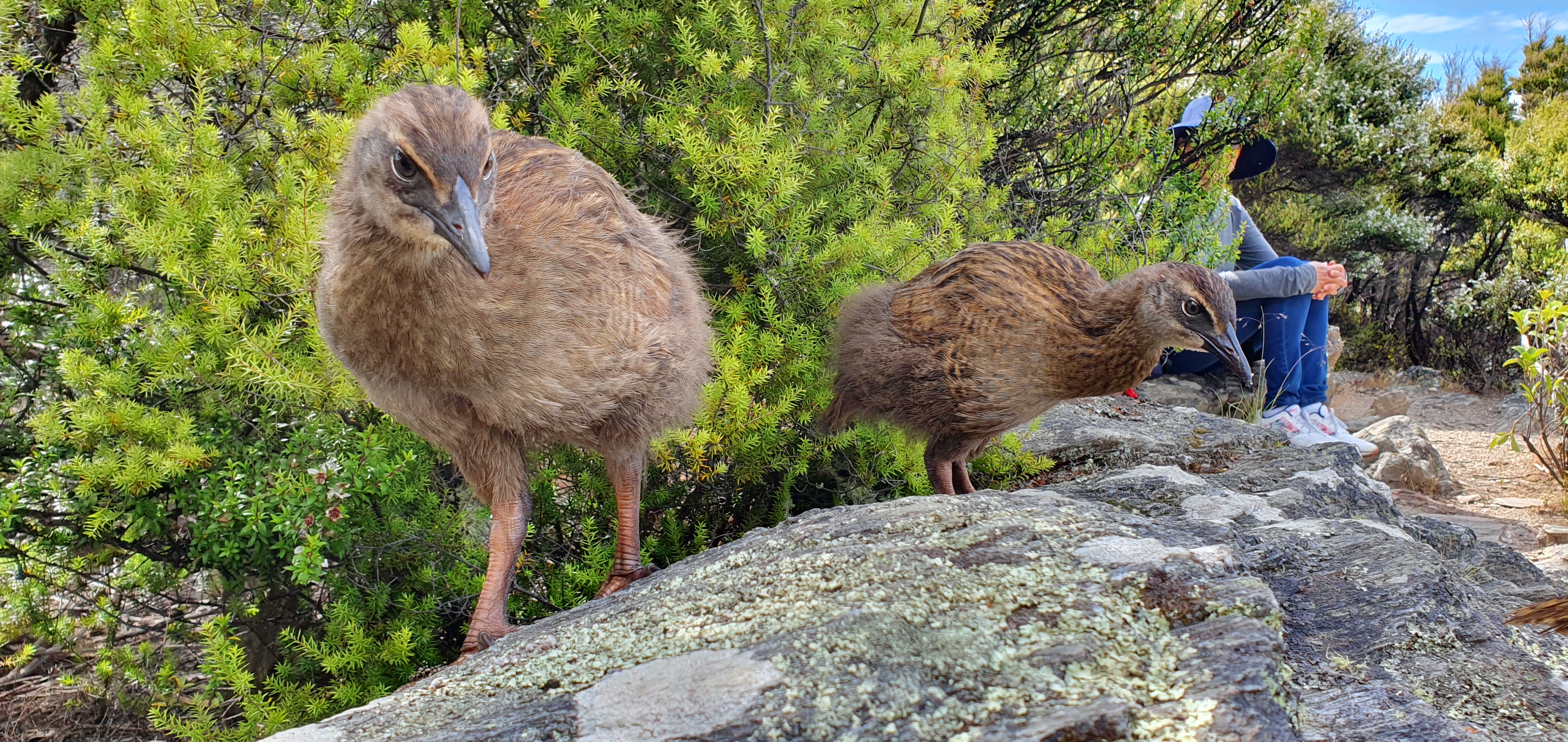 Wally and Sally’s latest batch of buff weka chicks  check out the visitors last week at the top of Mou Waho island. Photos: Chris Riley