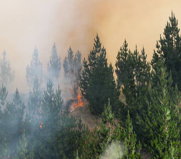 Hawke's Bay forest fire doubles in size again, now 300 hectares