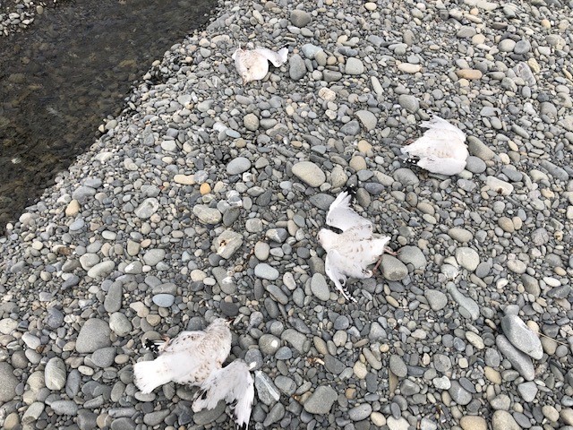 The black billed gulls were found dead by the Waimakariri River. Photo: Braided River Aid 