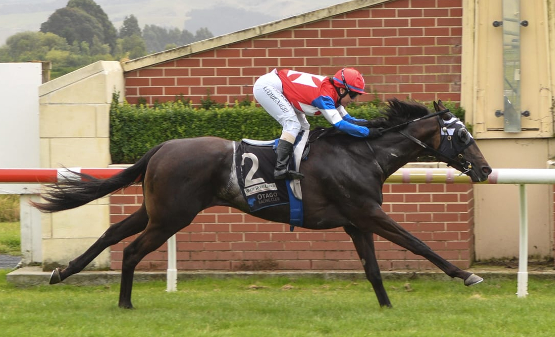 El Gladiador wins the Dunedin Guineas to register his sire's first stakes race victory. Photo:...