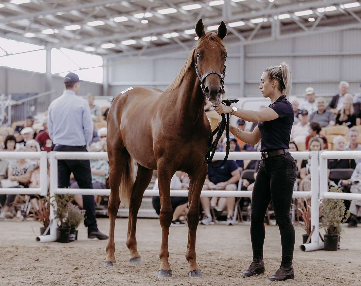 Handler Alana Cameron parades the sales topping colt by Love You from Queen Kenny at yesterday’s...