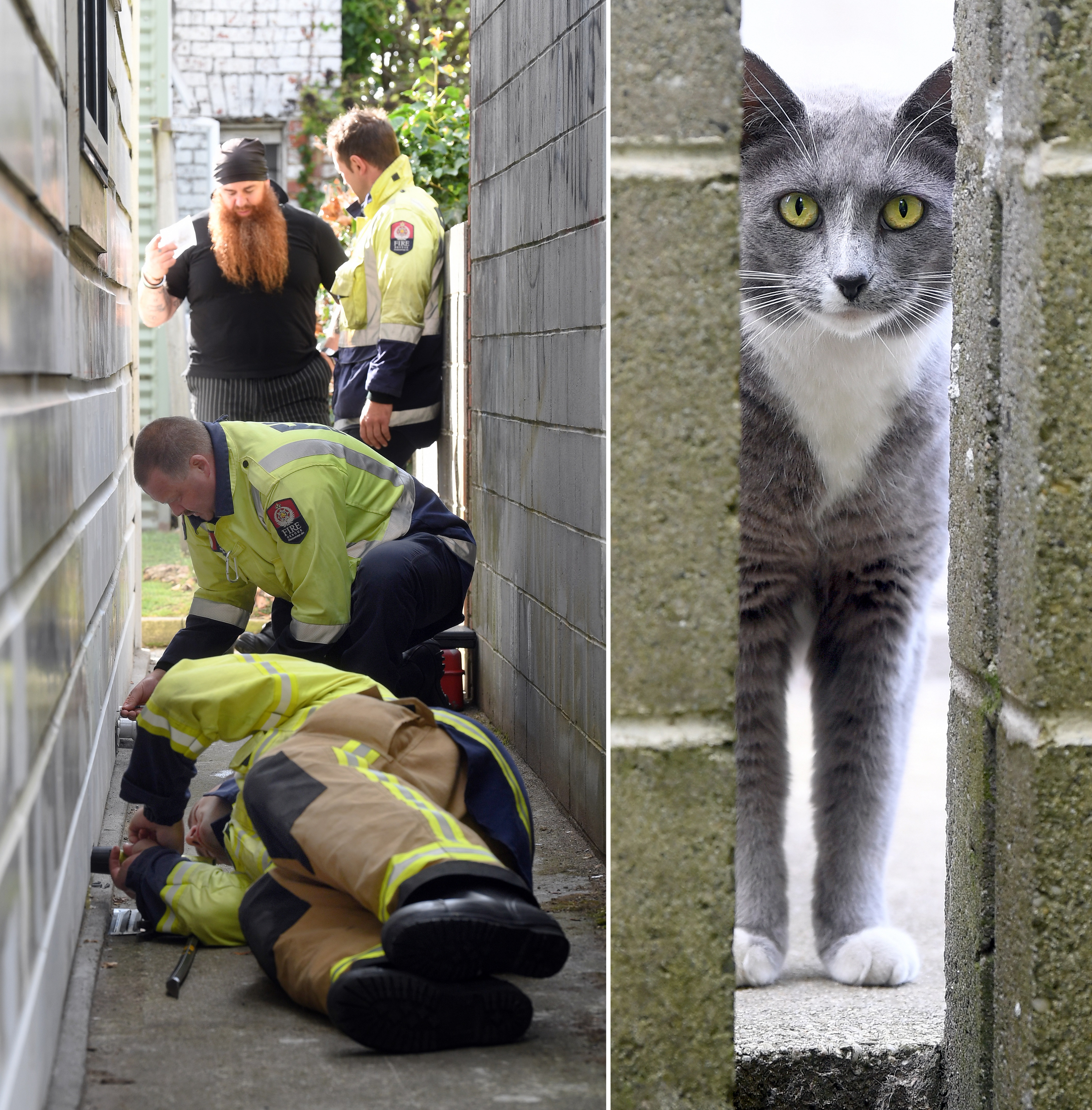 Firefighters and Dunedin Taxis call centre manager Mikey Beban try to coax Poppy the cat out of a...