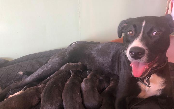 desexing male dog