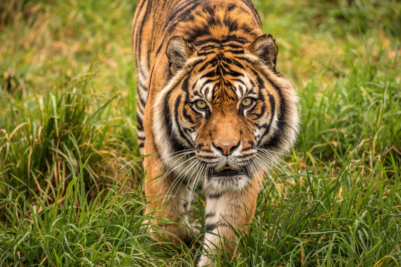 Dumai was the only tiger in the South Island. Photo: Orana Wildlife Park 