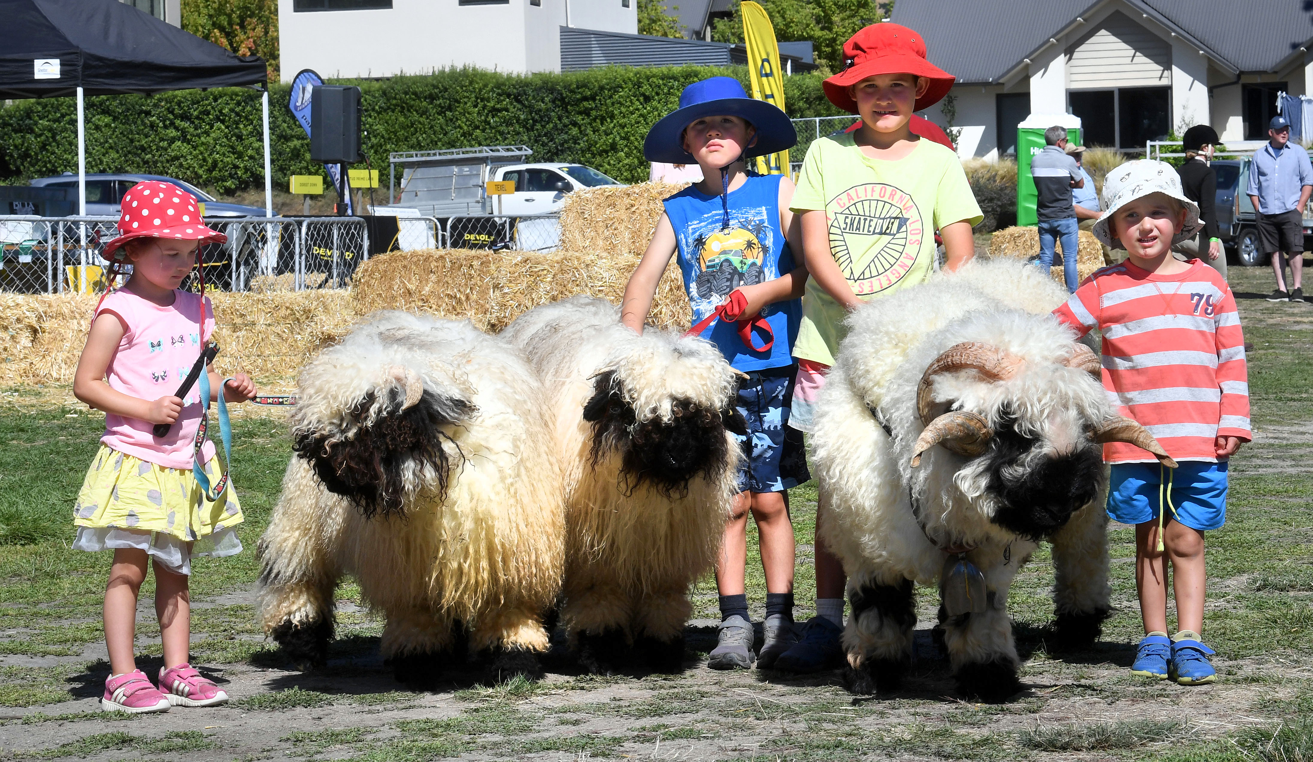 Getting to walk perhaps the cutest sheep in New Zealand — Valais Blacknose sheep — while at the...