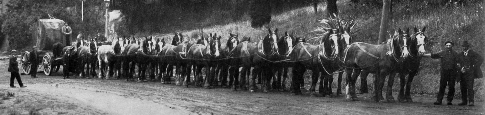 A 24 horse team from the New Zealand Express Company Ltd was used to deploy the 4 kilometre long...