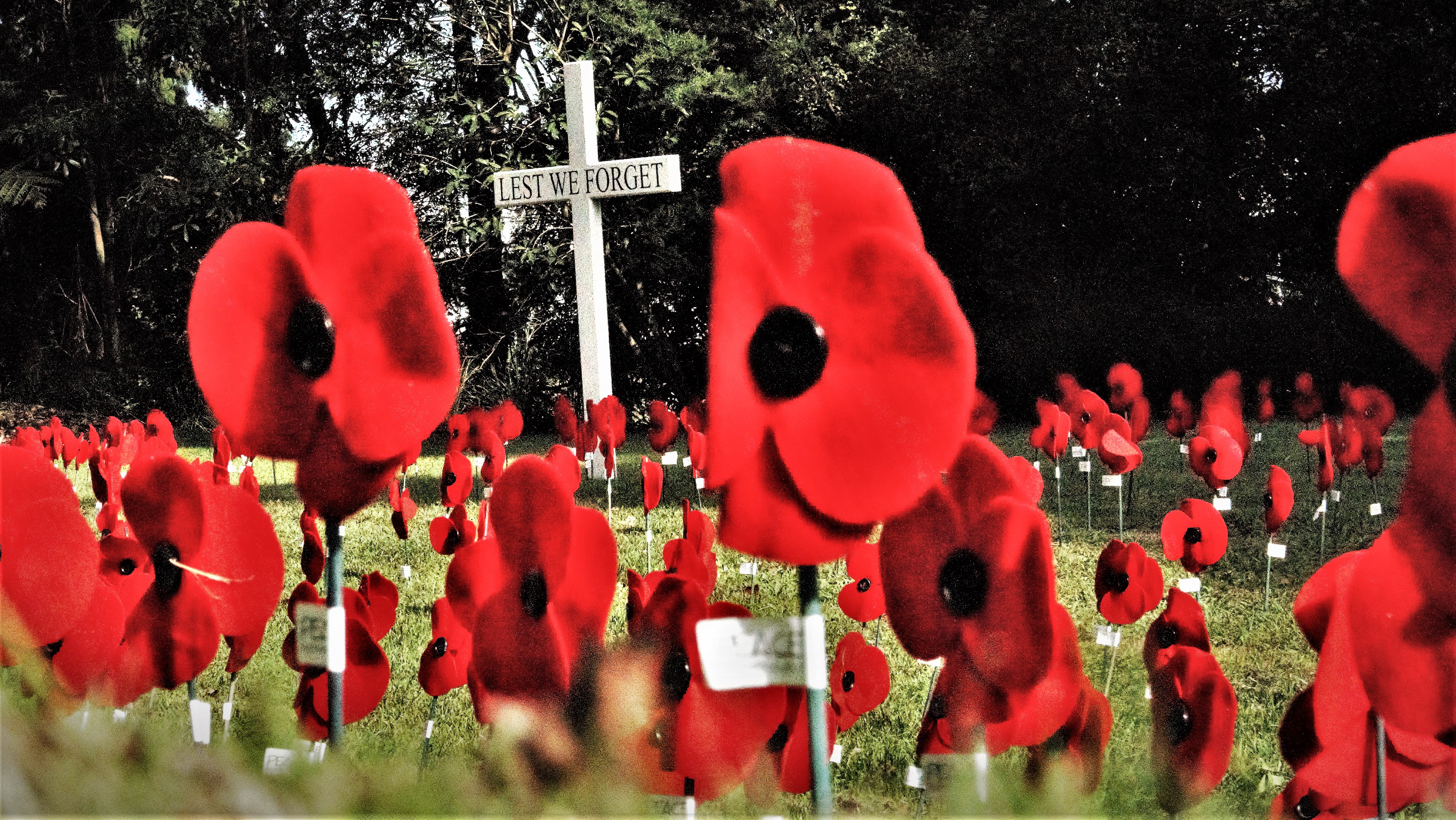 RSAs hope to sell poppies for Armistice Day | Star News