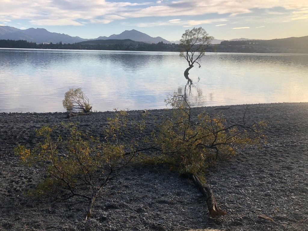 The tree was attacked overnight. Photo: Kerrie Waterworth