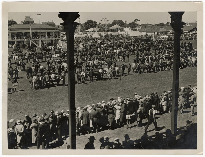 Cattle on display at the 1941 show.