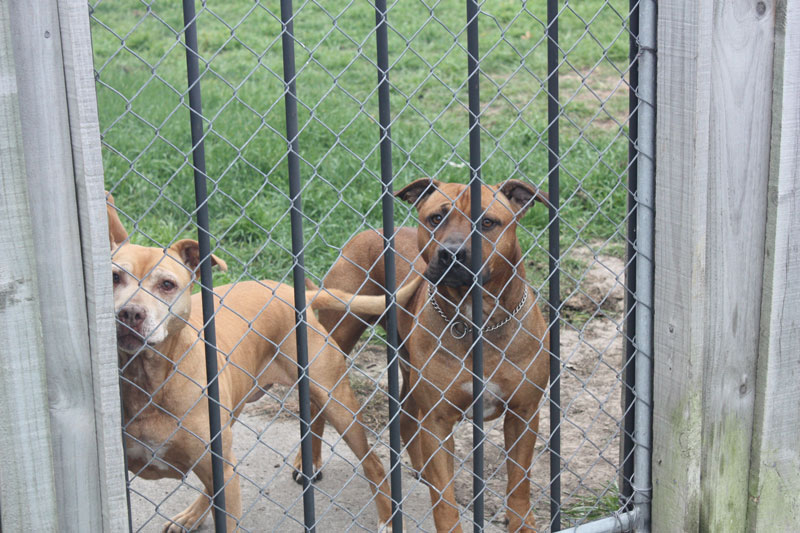 A couple of furry friends greet walkers passing by on Rex St, Riccarton.