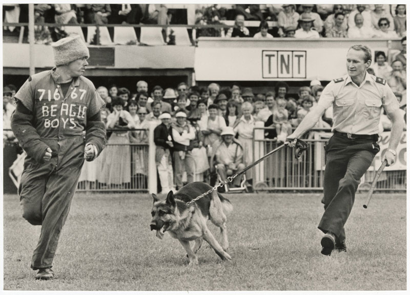 Constable Bill Phiskie, from Timaru and his dog Troy chase Constable Paul Toneycliffe in a police dog demonstration at the 1987 Canterbury Agricultural and Pastoral Show.