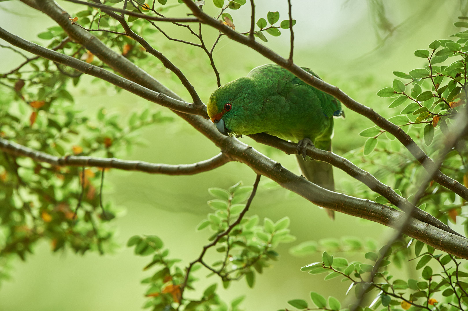 A flock of kākāriki karaka, or orange-fronted parakeets, have been released in the Canterbury...