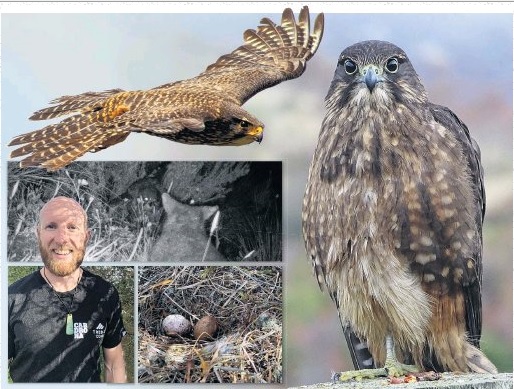 (Clockwise from top left) A karearea, or New Zealand falcon, surveys his territory; an adult...