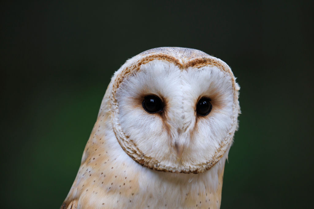Owls are highly sensitive birds that can hear heartbeats so clients have to learn to control...