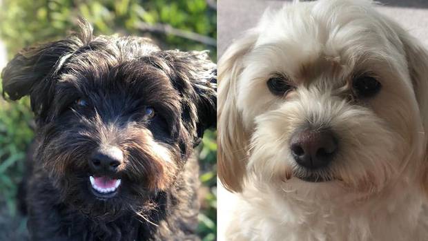 Clyde (left) and Bonno. Photo via NZ Herald