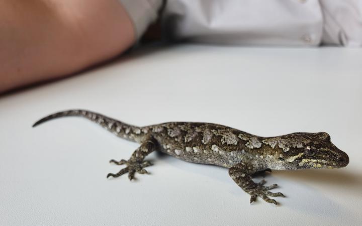 The Okarito gecko is patterned in lichen-like shades of grey, green and brown, making them well...