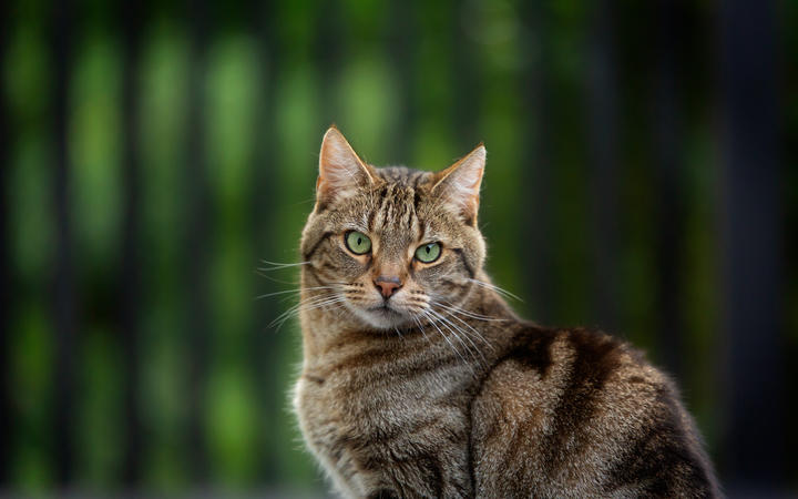 Timmy was a foster cat that was adopted. Photo: Supplied / Jo Moore Photography