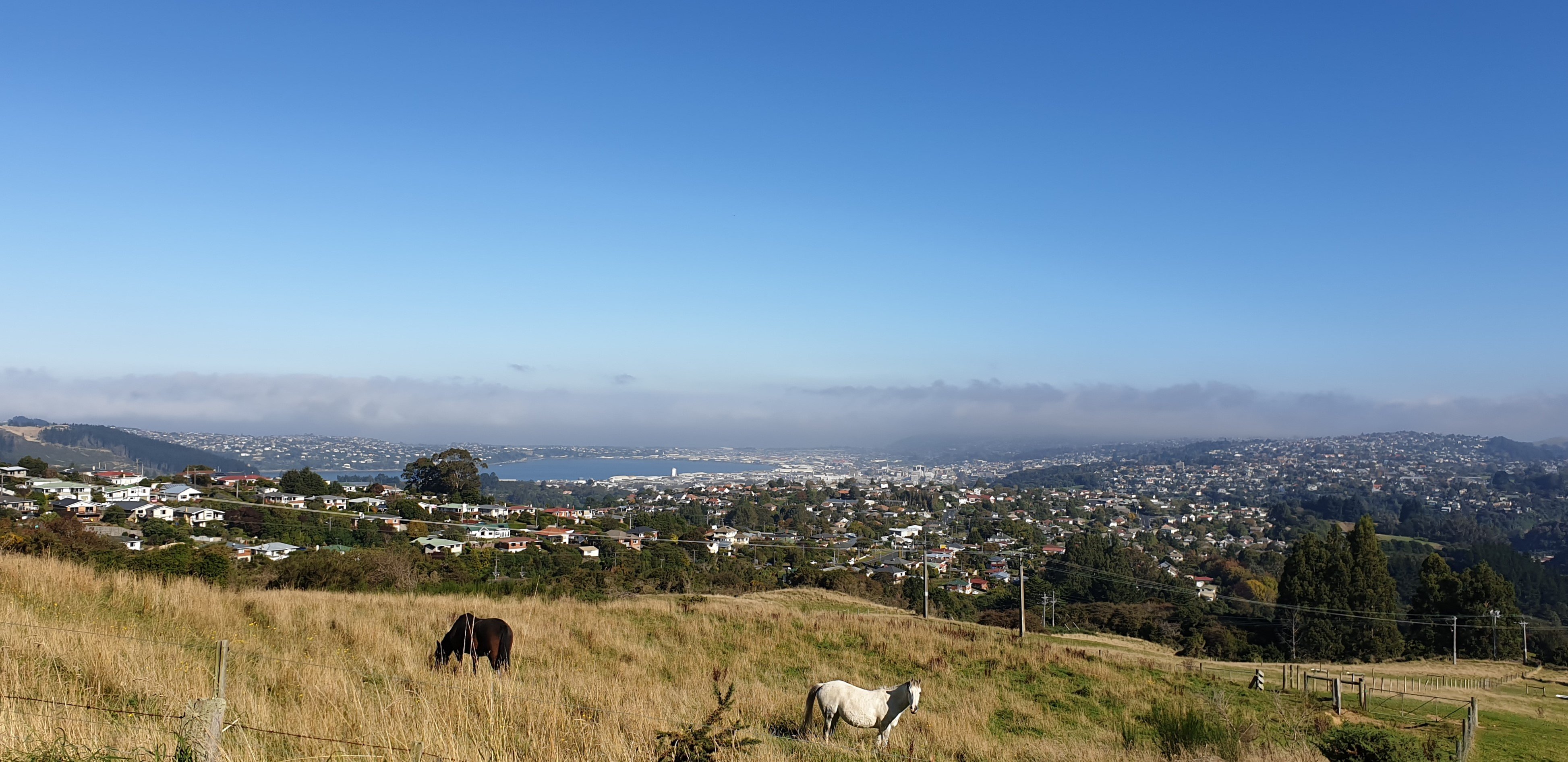 The view across Dunedin from Patmos Ave. PHOTO: CLARE FRASER