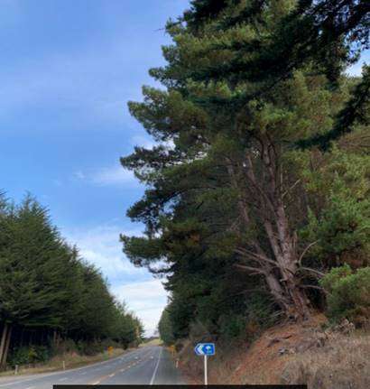 The trees are decaying and needed to be removed by the start of winter NZTA says. Photo: NZTA