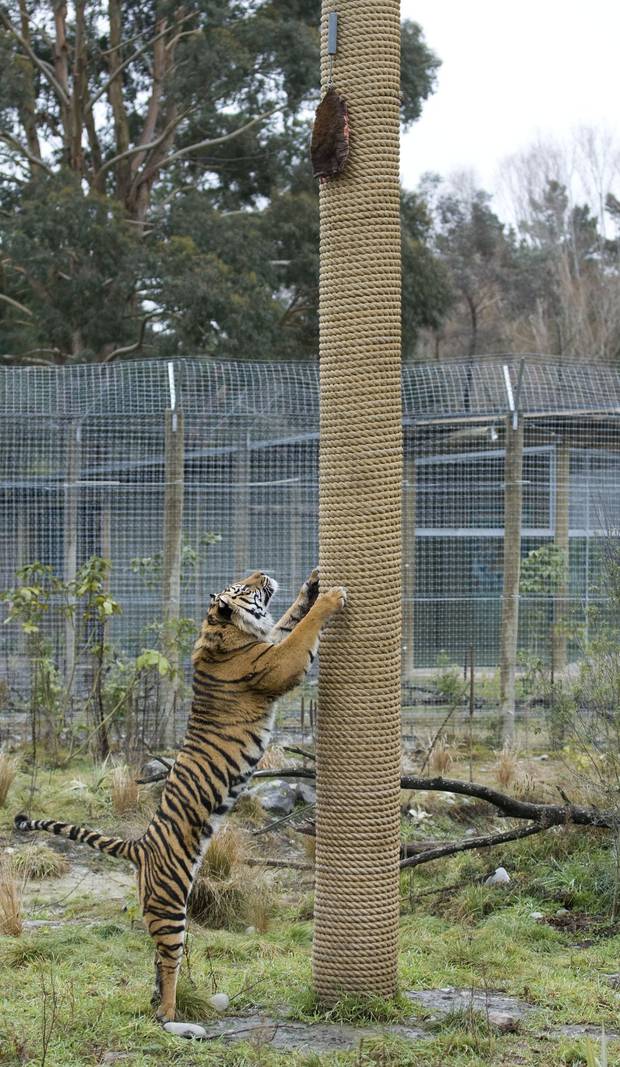 A Kaiapoi resident thought she saw a big cat in 1977. There was speculation a tiger had escaped...